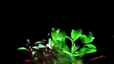 초보도 OK! 활착수초🌱 할인 꿀팁 & 리얼 후기 대방출!